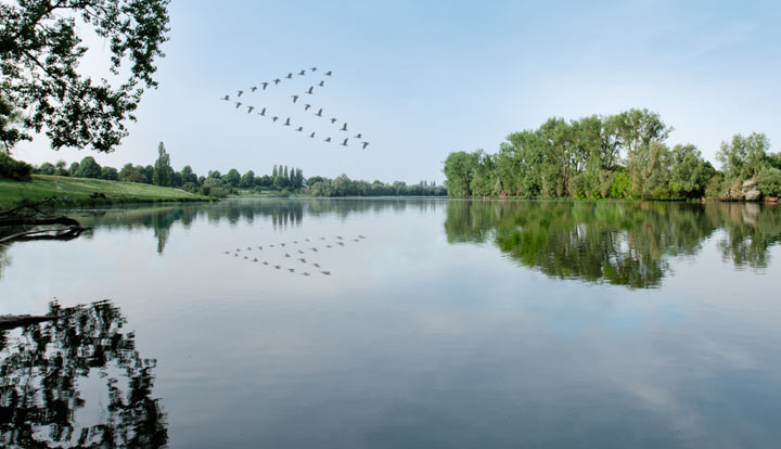 Vögel fliegen in Herzfomation über Landschaft