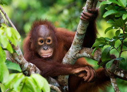 Orang-Utan