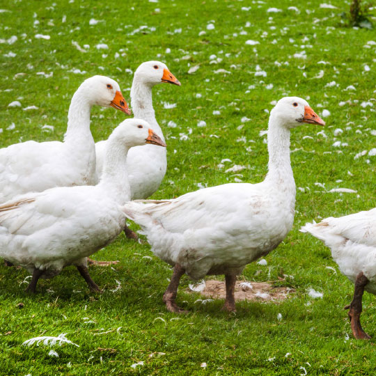 Gänse auf einer Wiese