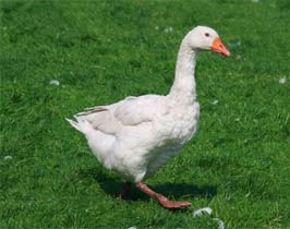 Ausgewachsene Gans