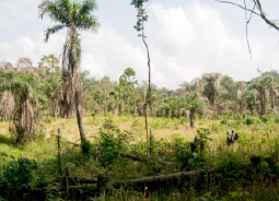 Gola Rainforest Protection REDD+, Sierra Leone