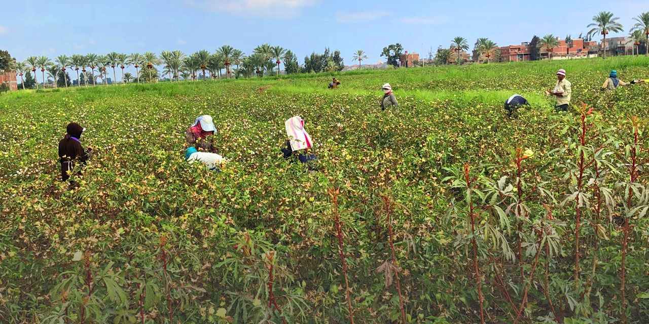 Paradies Organic Cotton Tour Aegypten